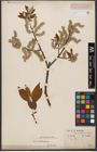 Foto von Salix wallichiana Andersson